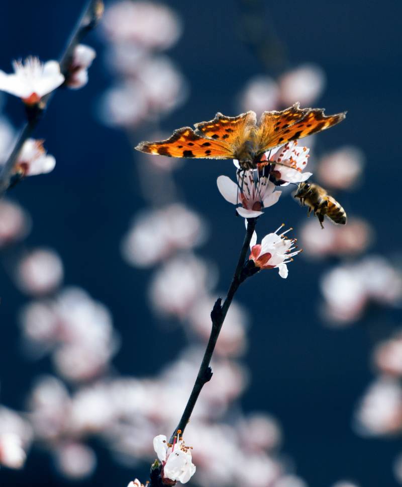 《招蜂引蝶》 李志